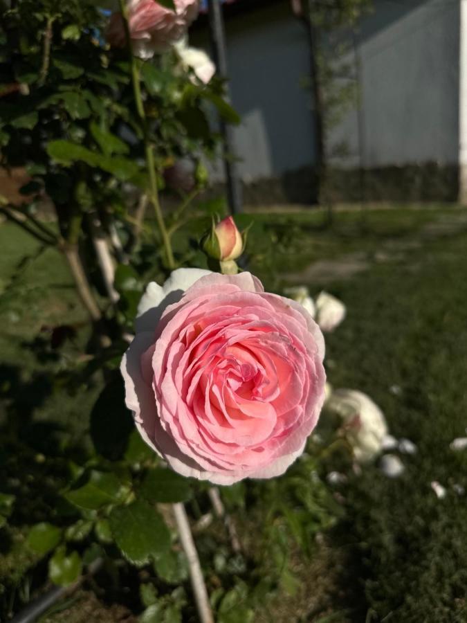 Хотелски Комплекс Копитото Tamarino Екстер'єр фото
